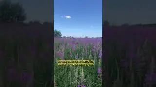 Сбор и приготовление Иван Чая