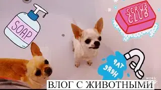 День с моими животными/ мытьё собак, кормление хомяков, покупки Корма