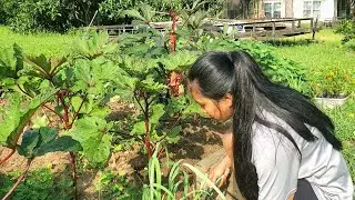 Weeding, Mowing and Showing plants | Relaxing