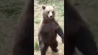 Они заполонили шок.. они#врекомендации#travel #nature #wildlife#медведь #funnyvideo#cute#song#animal