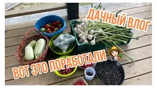 Дачный влог.  Вот это поработали! Сбор урожая | Vlog of my life