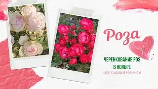 Мои садовые романсы. Осеннее черенкование роз в ноябре.