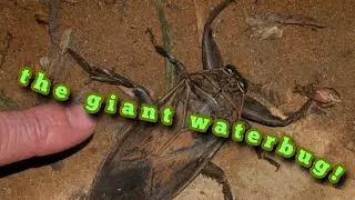 The giant waterbug!