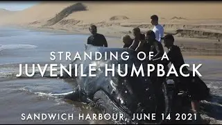 Saving Baby Humpback Whale