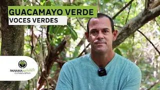 Green Voices Interview with Joe Villaseñor  - Ara Panama
