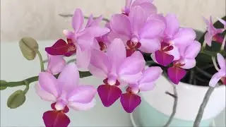 Broke the flower stalk of an orchid... a few examples...)
