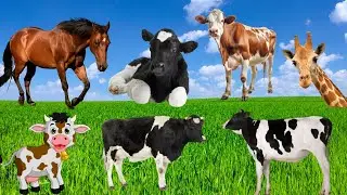 Learn about herbivores: cows, calves, cow sounds, cows eating grass