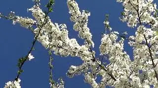 Videophone Beautiful spring bloom 