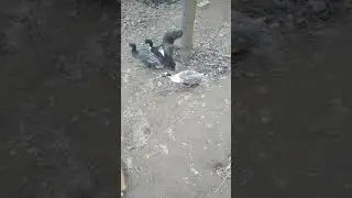 Ducks fighting 2