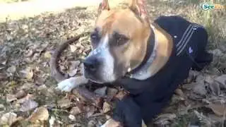 Funny Dogs - Compilation - Dogs On Fluffies!
