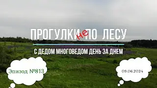 Прогулки по лесу. День за днем с дедом Многоведом. 9 июня 2024г. Эпизод 813.