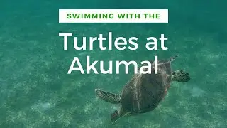 Swiming with the Turtles at Akumal