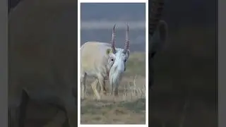 Saiga! And why does proboscis size matter?