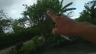 Burung cendet gacor berfariasi