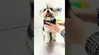 Видео-памятка по реабилитации животных