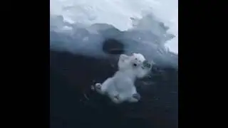 Белый медведь забавляется.