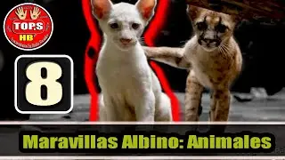 Top 8 Maravillas Albino - Animales Más Increíbles del Mundo