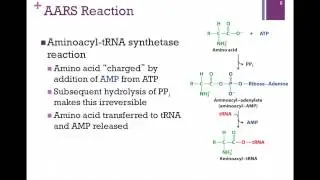 184-Charging tRNA