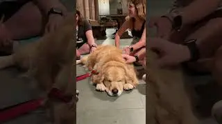 Therapy Dog Tuesday is the best!