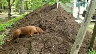 Coppa's Play Pen