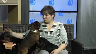 TEST.TV: All about animals. Brussels Griffons.