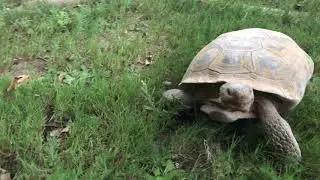 Oooooooooooooooo.Mp4