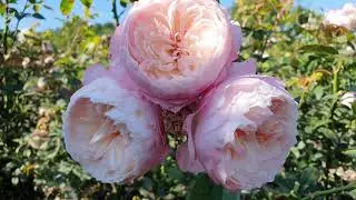 EDROSES/Роза  🌹  Констанция (Constance) , David C. H. Austin Великобритания , 2014. (Florists Rose)