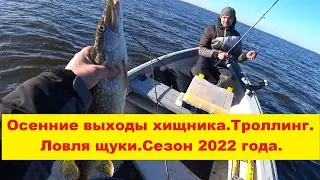 Осенние выходы хищника. Троллинг. Ловля щуки. Сезон 2022 года. Rudens līdakas cope. Velce.