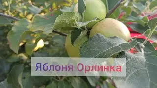 Яблоня Орлинка.Обзор сорта.