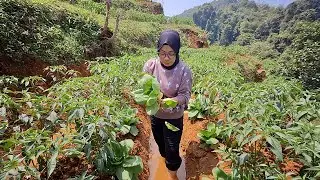 Jauh Dari Pemukiman Supermarket Ala Kampung Ya Begini