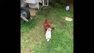 Bunny trying to hump chicken