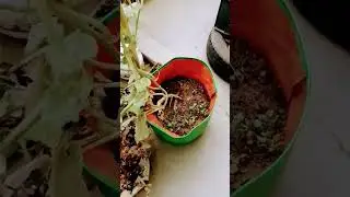 Grow vining vegetables like this if you have less space / Grow more vegetables in less space