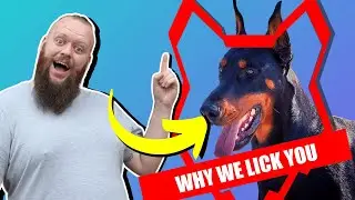 Why DOBERMAN LICK You