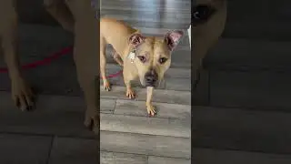 Pit Bull came at me like a rocket! #dog #dogs #foryou #shorts #fyp #dogsofinstagram #dogtraining