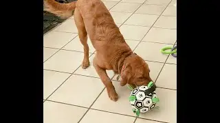 Soccer Practice