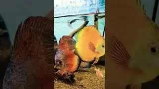 Discus nan damai