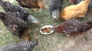 Chickens eating fruit