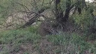 Leopard's Secret Feast! Nowhere to Hide