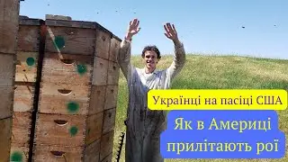 Американська пасіка. Конфуз з бджолами. Українці на пасіці у США.