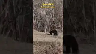 убили медведицу в Якутии