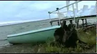 Красивый Свадебный Клип