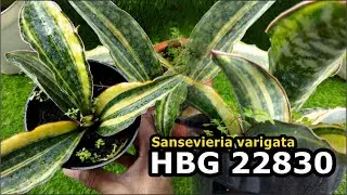 WARNA VARIGATANYA MENGGODA || SANSEVIERIA HBG 22830 VARIGATA