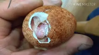 Вылупка проблемных яиц сокола