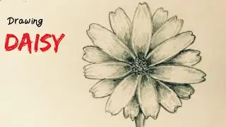 Pencil Sketch : Drawing a Daisy | Simple and Easy drawing | Tutorial : How to draw a Daisy