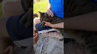Как легко дать таблетку кошке🐈🥰 