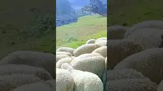 #kodaikanal#india #Kodaikanal #mannavanur #kodaikanaltouristplaces