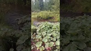 ищем хариуса