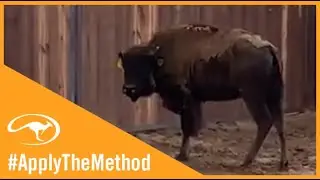 Clinton Anderson: Training a Buffalo - Downunder Horsemanship