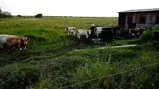 После шести едим)