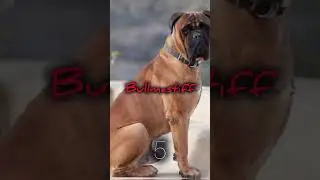 The ten most dangerous dogs in the world 🌎